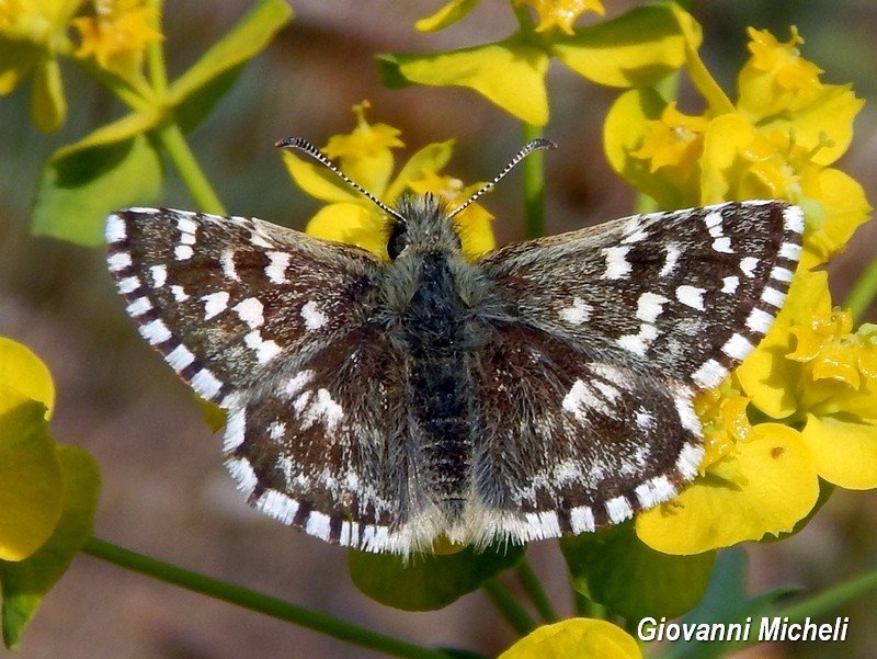 Esemplari di Pyrgus da identificare - Tutti Pyrgus malvoides